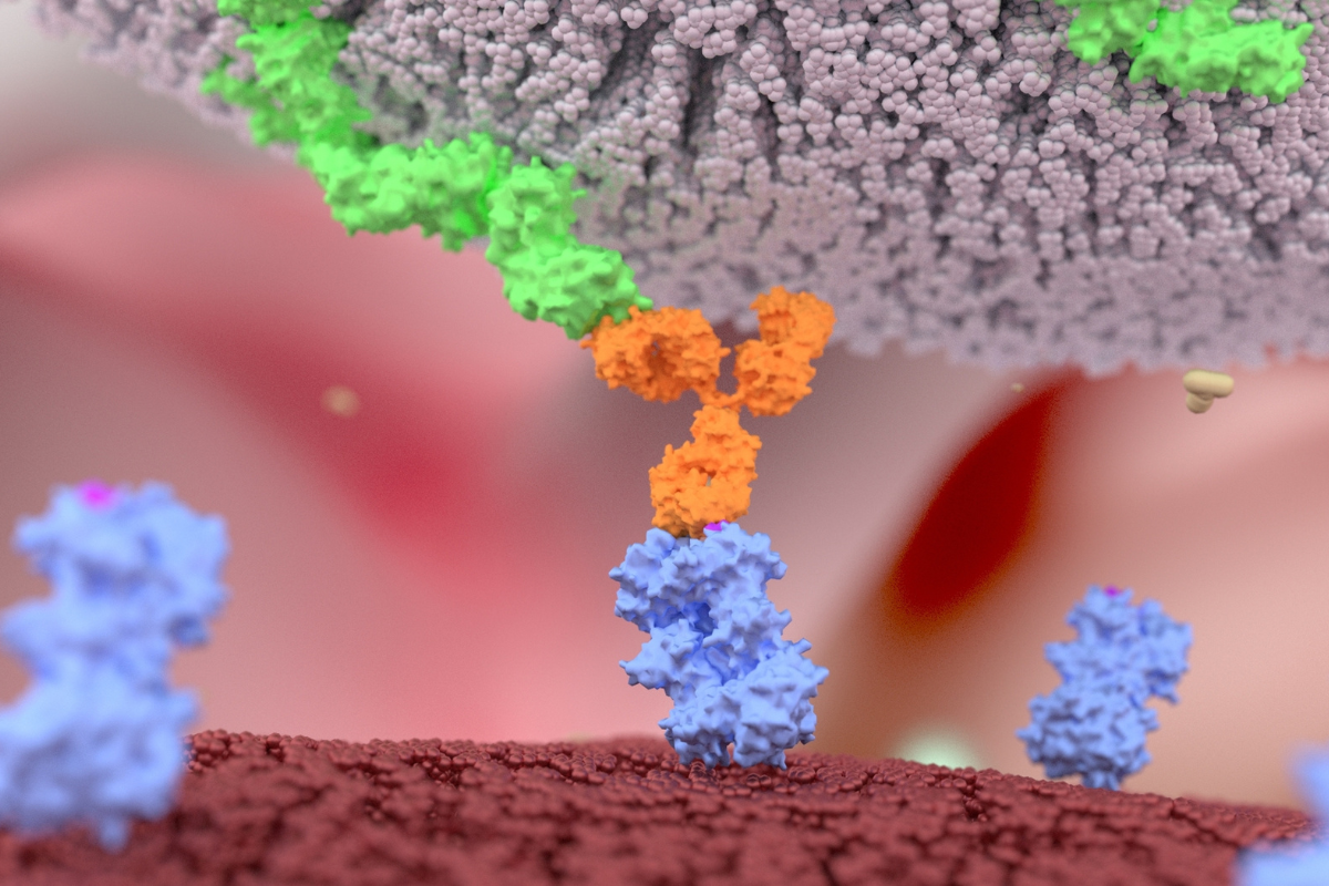 Merus’s Preclinical Bispecific Zeno Demonstrates Efficacy in Cancer Models