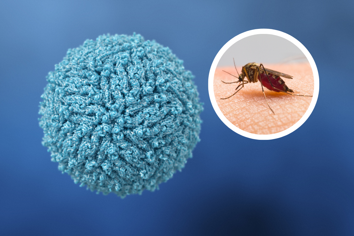New Zika-Specific Synthetic Biomarker Can Differentiate From Dengue Virus