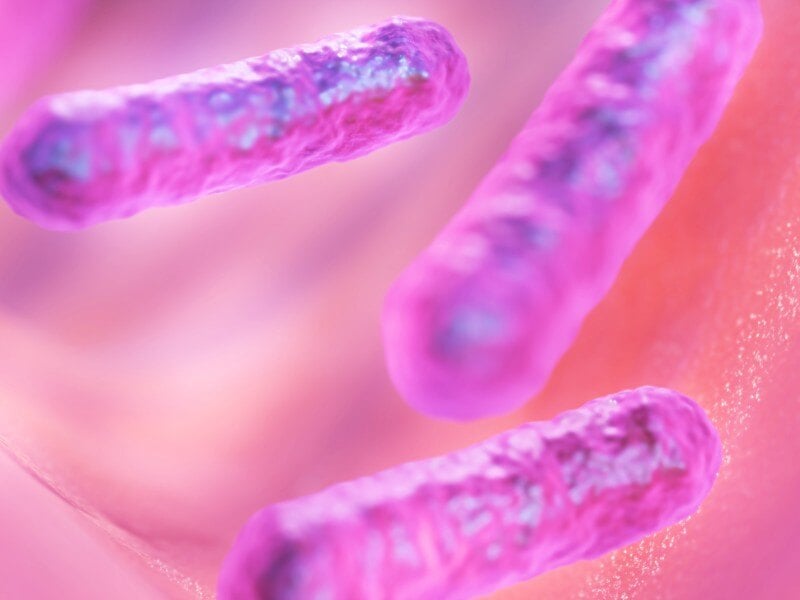 Investigating a Novel Bacterial Form for Biological Computers