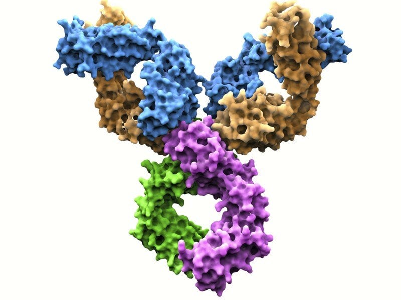 FDA Fast Track ADC for Patients with Triple Negative Breast Cancer