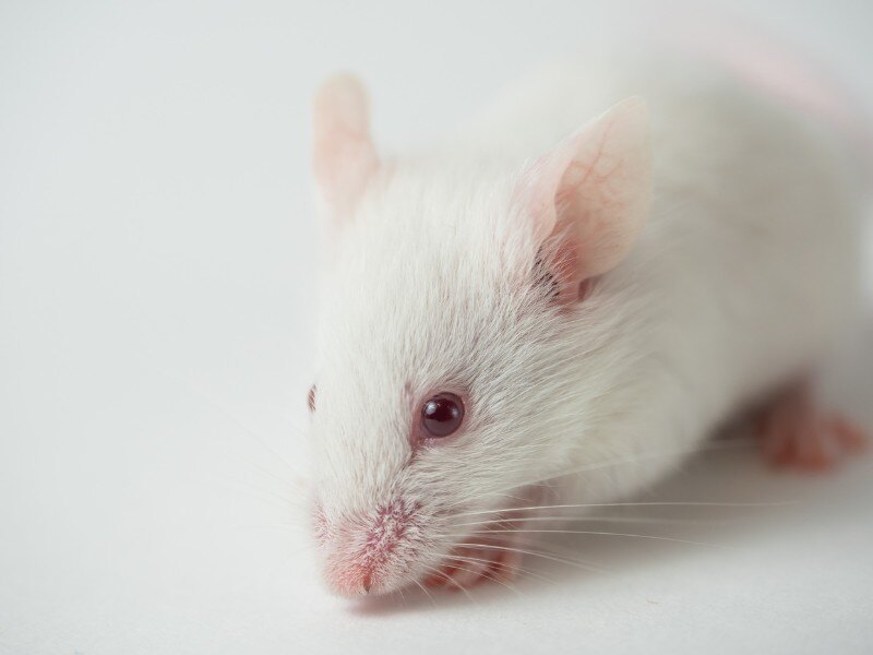 Scientists Develop First Mouse Model with Complete & Functional Human Immune System